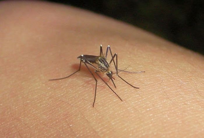 Según expertos el ‘Zika’ es el nuevo virus que puede llegar a Colombia