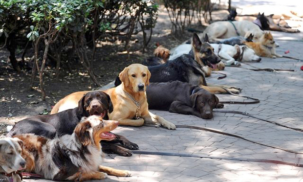 Jornada de adopción de perros y gatos sin hogar, el sábado 15 de agosto en el Parque del Perro.