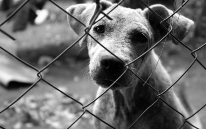 Aberrante caso de crueldad animal a un perro,  al oriente de Cali.
