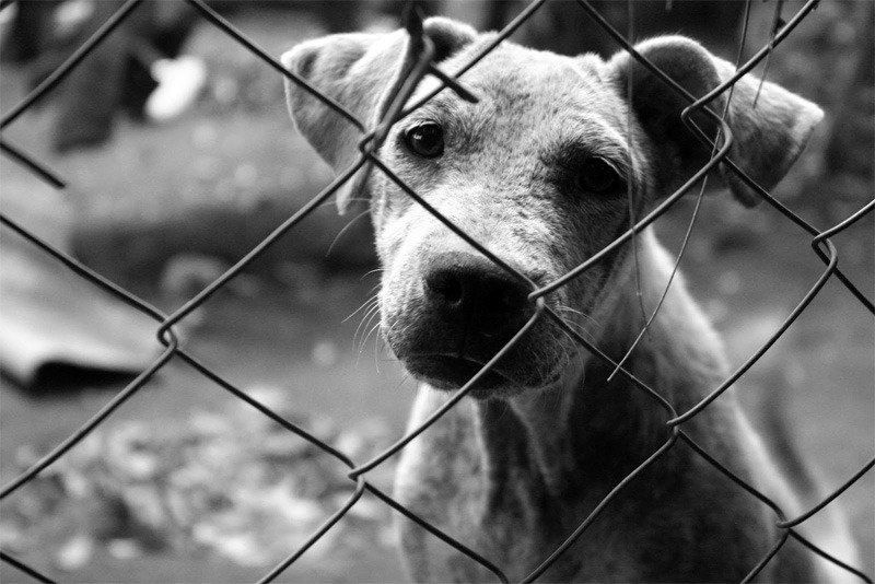 Aberrante caso de crueldad animal a un perro,  al oriente de Cali.