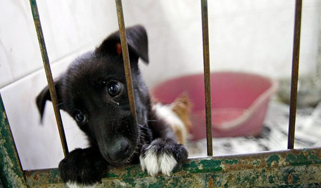 Fue aprobada la ley que penaliza el maltrato animal en Colombia