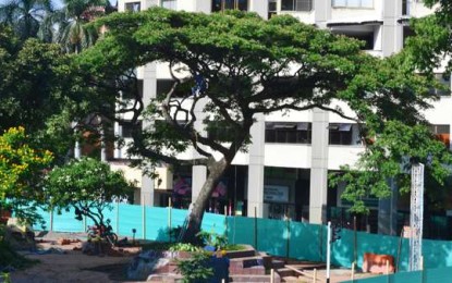 Twitteros evitan traslado de tradicional árbol caleño