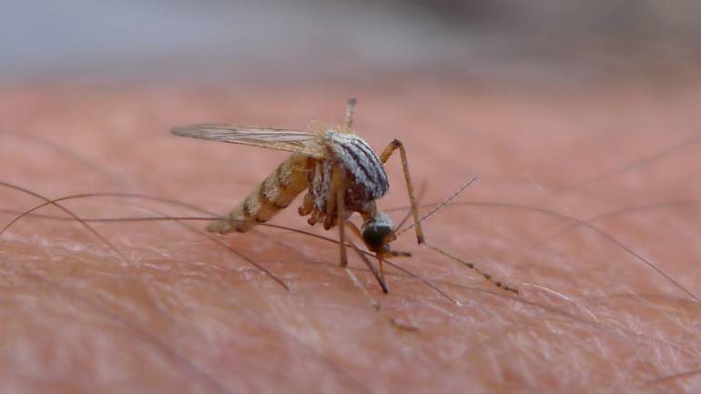 Cuatro posibles muertes por el  “Zika”