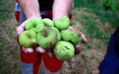 Diferentes cultivos del Valle están seriamente afectados por el fenómeno del niño.
