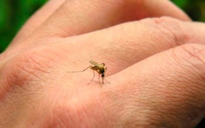 Tras presentarse nuevos casos de dengue se confirma la reaparición de esta epidemia en el Valle.