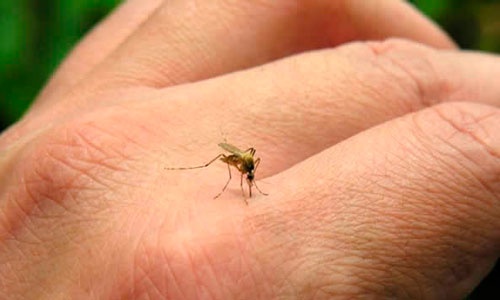 Tras presentarse nuevos casos de dengue se confirma la reaparición de esta epidemia en el Valle.