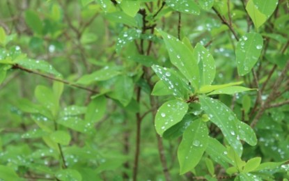 Fue destruido cristalizadero de Coca perteneciente a las Farc que estaba instalado en Dagua