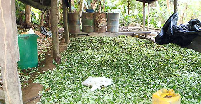 En Nariño destruyen laboratorio de coca del ELN avaluado en más de $3500 millones