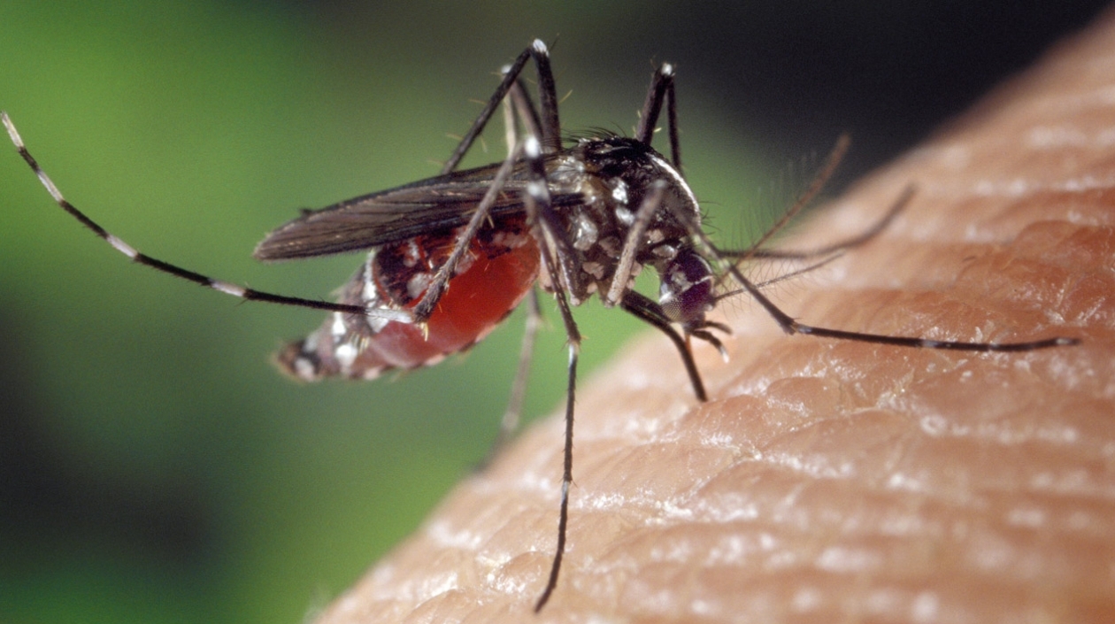 “El Zika se está proliferando mucho más rápido que en su momento el Chicunguña” María Cristina Lesmes Sria Salud Valle