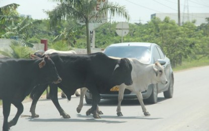 Un hombre murió en la doble calzada Buga-Tuluá tras atravesarsele una vaca