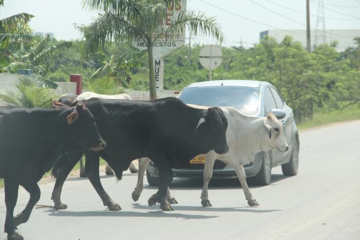 Un hombre murió en la doble calzada Buga-Tuluá tras atravesarsele una vaca