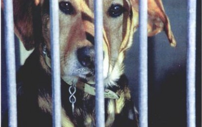 Fue capturado el presunto agresor de Shakira, la perrita asesinada hace aproximadamente un mes en Sevilla, Valle.