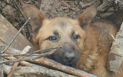 Desde Cali 10 animalistas viajarán a Ecuador para socorrer animales afectados