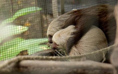 Un hombre fue sorprendido cuando llevaba 2 osos perezosos de la especie “perico ligero” en Nariño