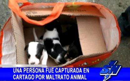 Una persona fue capturada en Cartago por maltrato animal