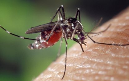 Disminuyen casos de Zika, Chikunguña y Dengue en Cali