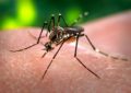 Alerta en el Valle del Cauca por casos de Dengue