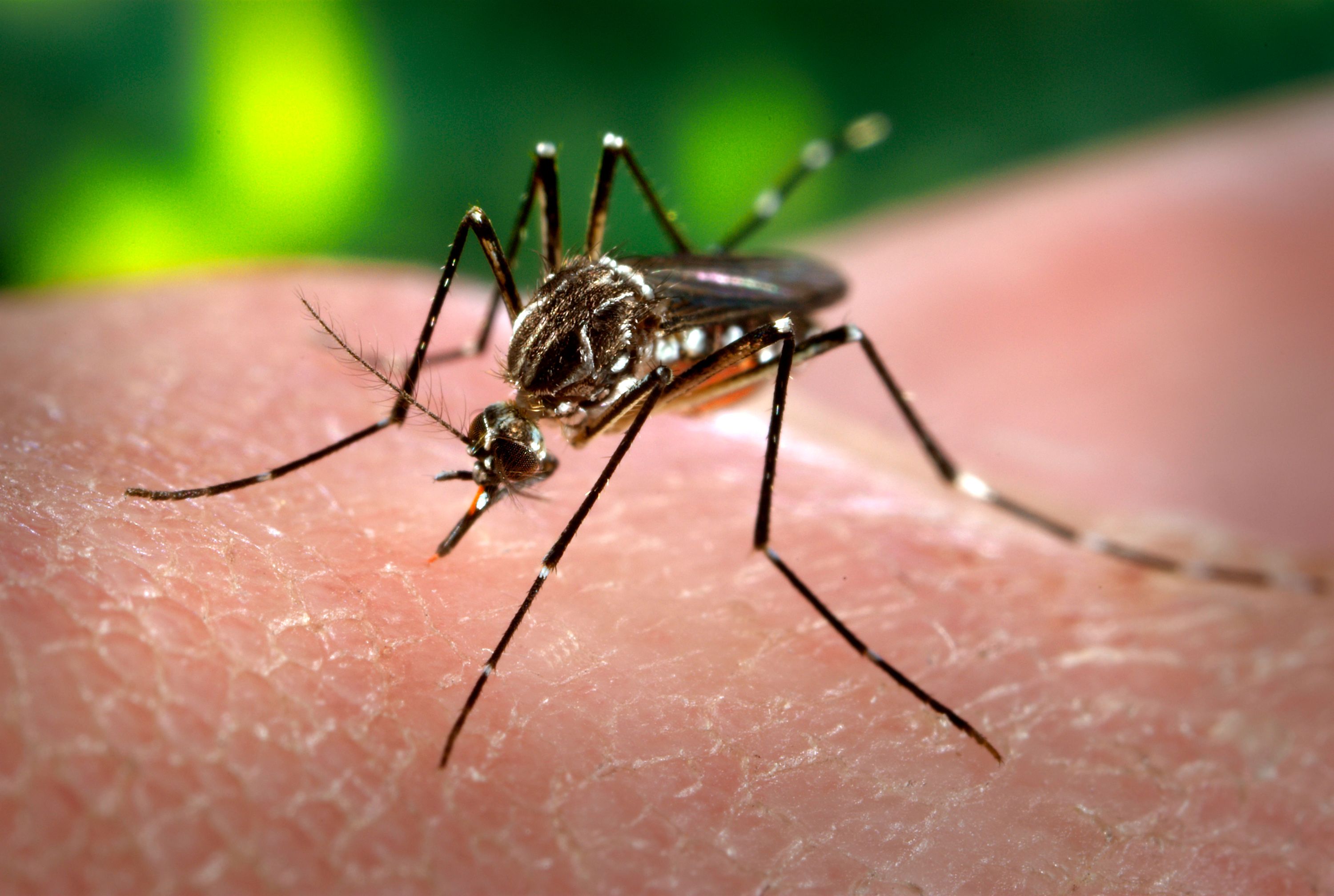 Alerta en Valle del Cauca por casos de dengue
