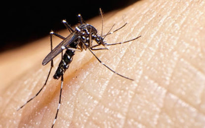 Zika continúa haciendo presencia en el valle