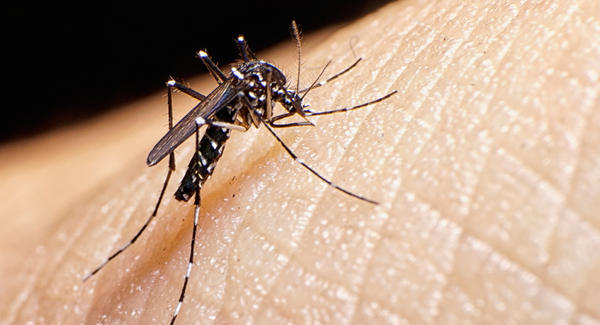 Zika continúa haciendo presencia en el valle