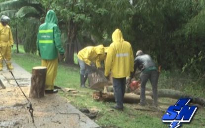 Arboles Ficus amenazan con caerse en sectores de Cali