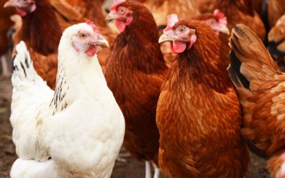 Avicultores confían en mejoras tras acuerdo entre el gobierno y camioneros