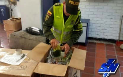 Varios kilos de marihuana fueron hallados en velones