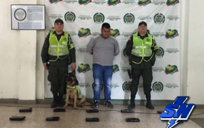 5 mil dosis de marihuana descubiertas en Palmira por una canina