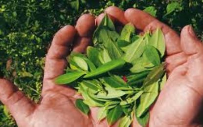 Cultivadores de coca en Calima Darién aceptaron abandonar esa práctica