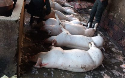 Descubren matadero de cerdos ílegal en el oriente de Cali