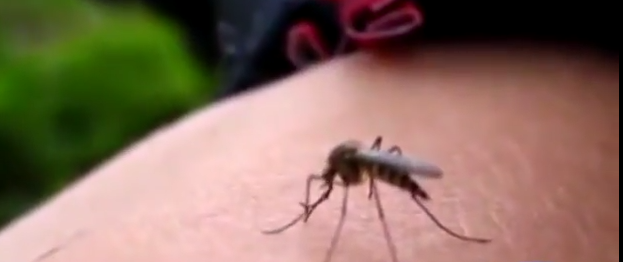 1.086 personas han sufrido de enfermedades transmitidas por mosquitos en Cali