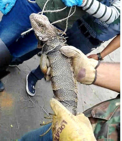 En Cali 120 iguanas fueron retiradas de Parque para reubicarlas en otros habitats
