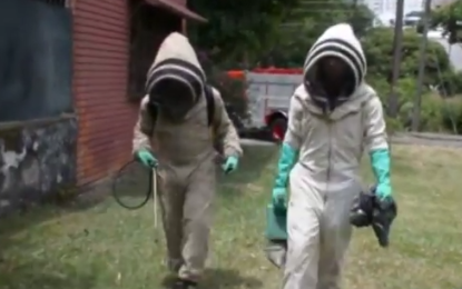 Alarmante crecimiento de enjambres o colmenas de abejas en Cali