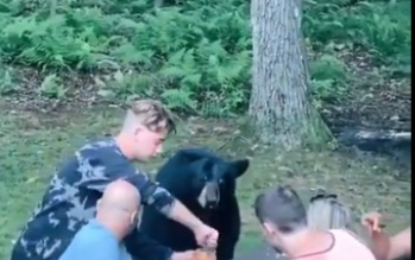 Un comensal inesperado: oso se ‘cola’ en picnic familiar