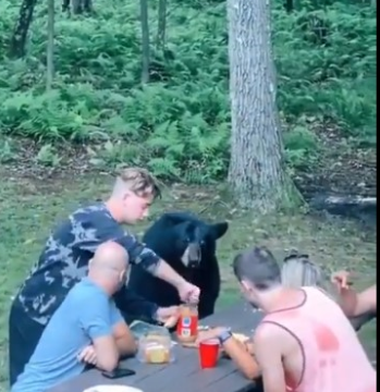Un comensal inesperado: oso se ‘cola’ en picnic familiar