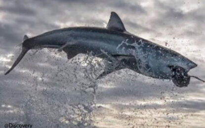 Como de película: el majestuoso momento en el que tiburón blanco caza a una foca