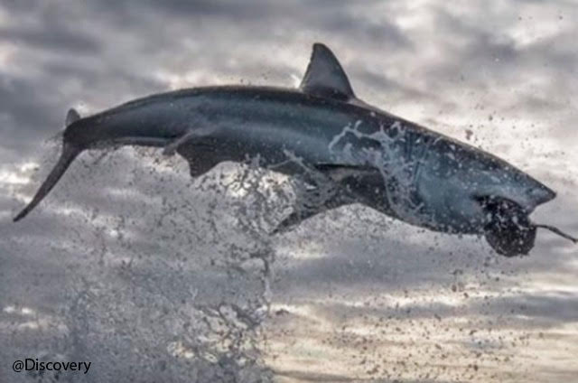 Como de película: el majestuoso momento en el que tiburón blanco caza a una foca