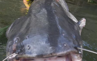 Impresionante: pescador rapta gigantesco pez de 90 kilos y 2,4 metros