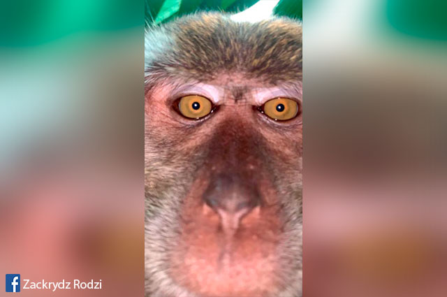 Primate se robó un celular para sacarse unas ‘selfies’