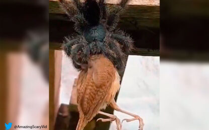 Viral: impactante momento en el que araña se devora a un pájaro vivo