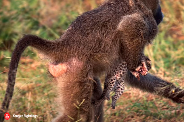 Video viral: Babuino es captado In Fraganti al momento de robar un cachorro leopardo