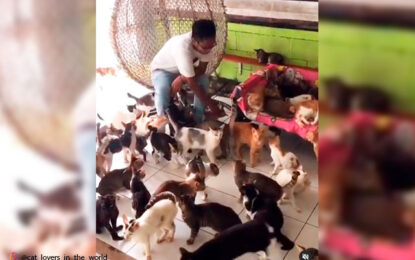 Video viral: indonesio vive con 480 gatos en su casa