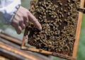 Las abejas, solución para los habitantes de Villacarmelo