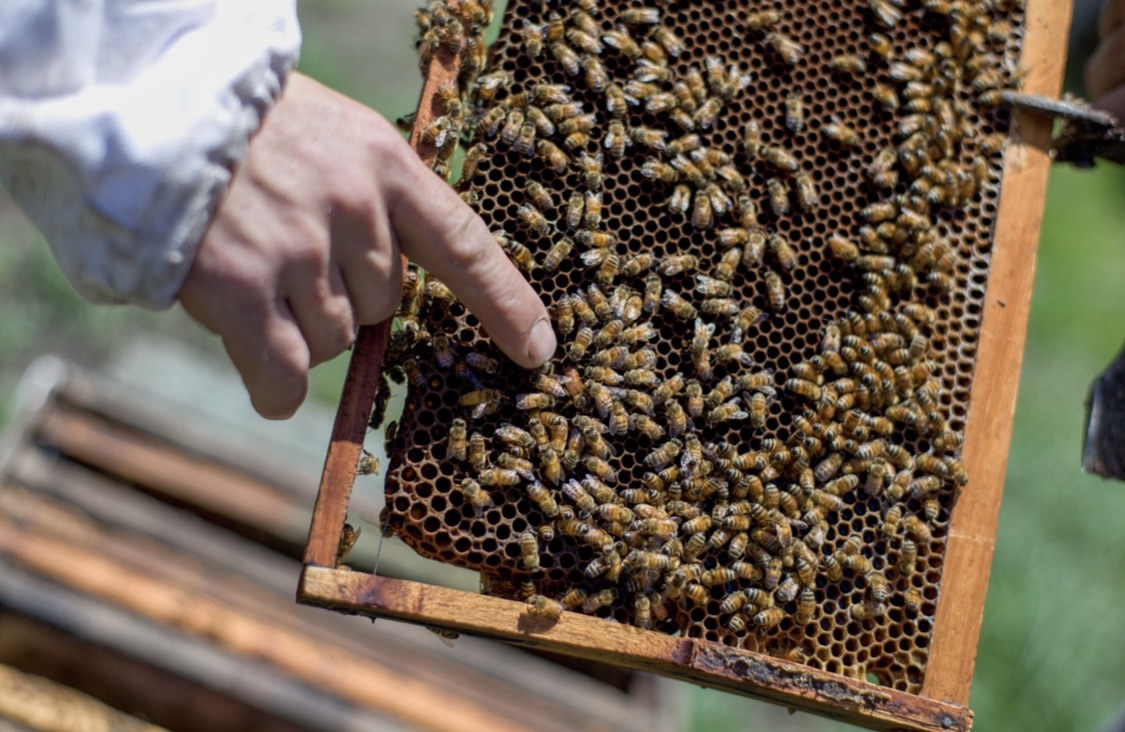 Las abejas, solución para los habitantes de Villacarmelo