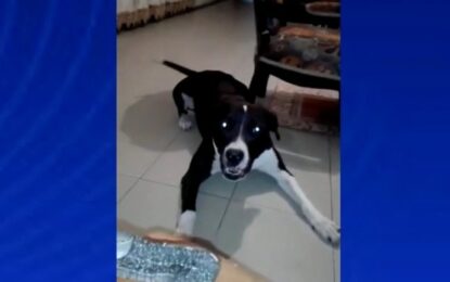 Dueños de una pitbull denuncian que un Policía asesinó a su mascota en Candelaria