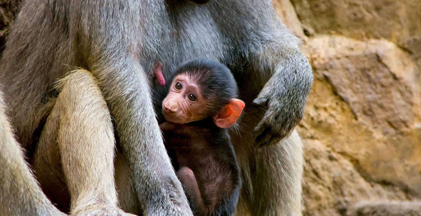 Zoológico de Cali celebra la llegada de un nuevo miembro a la familia de los babuinos