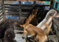 Cárcel para un veterinario por haber sacrificado perros callejeros