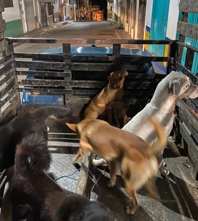 Cárcel para un veterinario por haber sacrificado perros callejeros