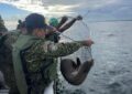 Rescatados 14 animales por La Armada De Colombia en el Pacífico