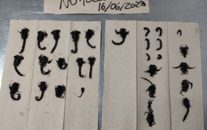 Más de 116 escorpiones fueron incautados a un hombre en Cali